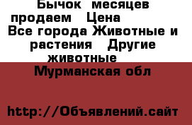 Бычок 6месяцев продаем › Цена ­ 20 000 - Все города Животные и растения » Другие животные   . Мурманская обл.